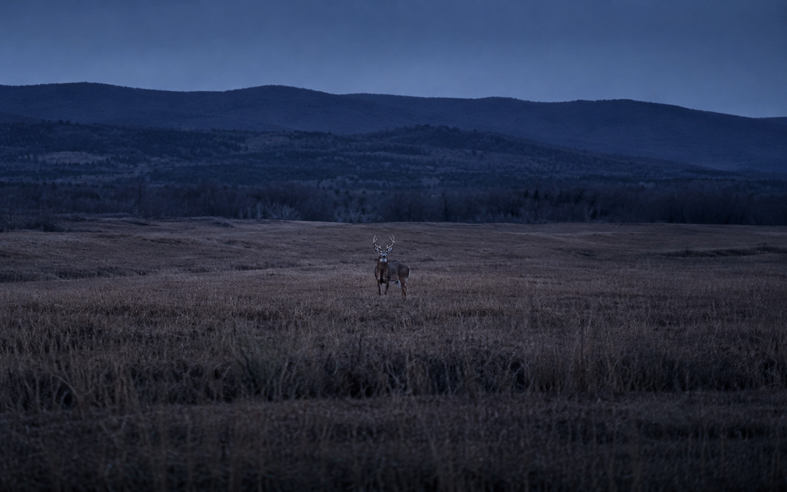 Blue-hour field with a deer used to illustrate first and second focal plane behaviour
