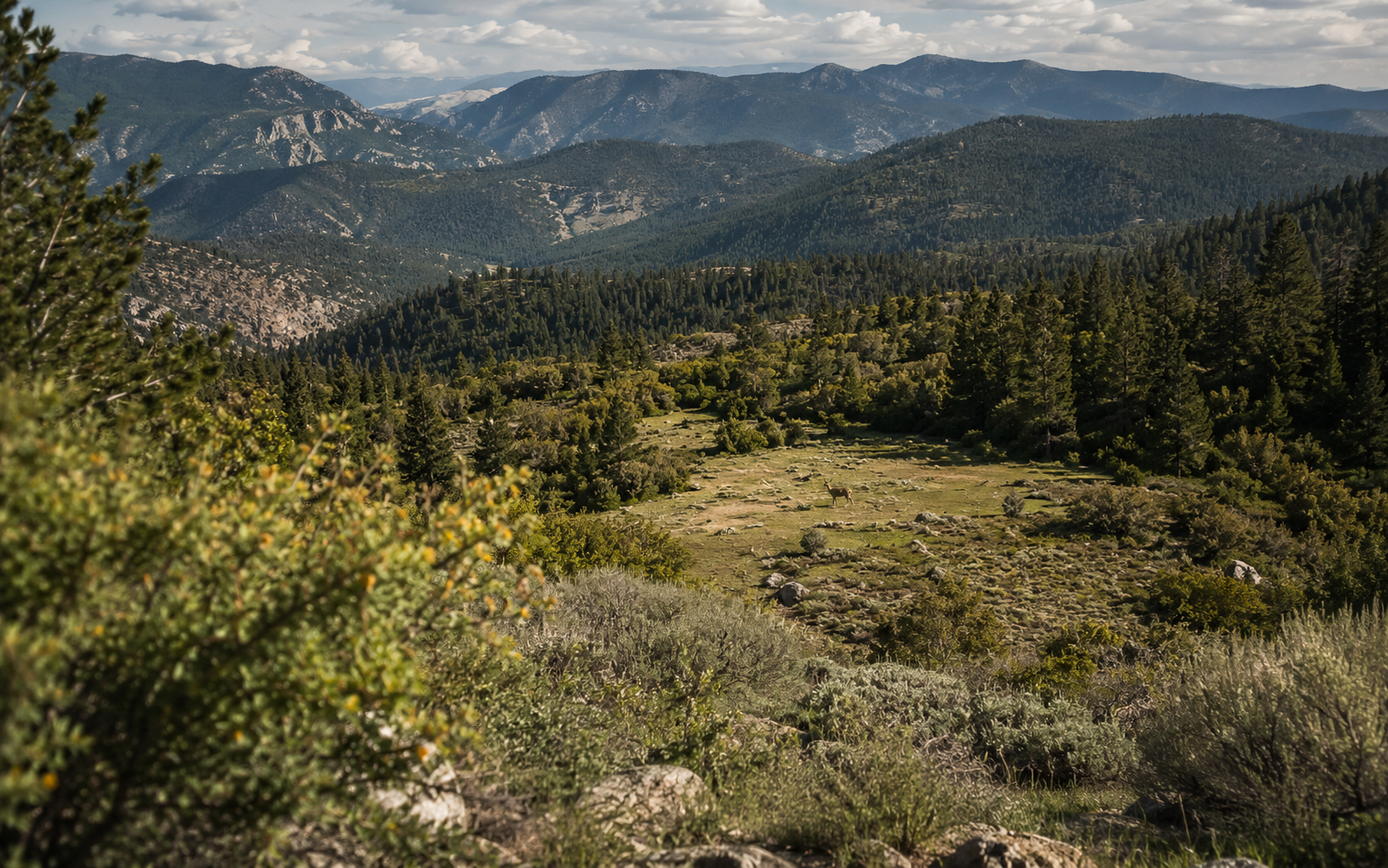 Mountain valley with a distant deer used to illustrate scene context and target emphasis