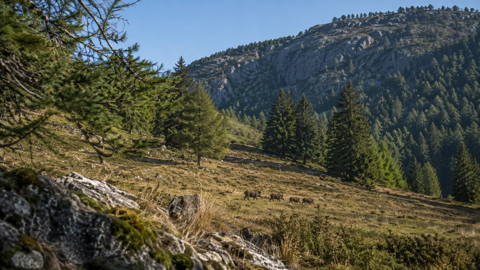Wild boar moving across open mountain woodland