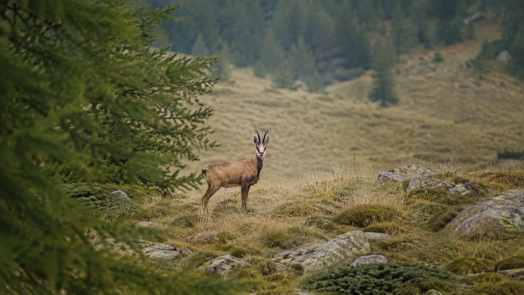 Wildlife in a woodland environment viewed with the Yubeen MT4-16×44 SF FFP riflescope