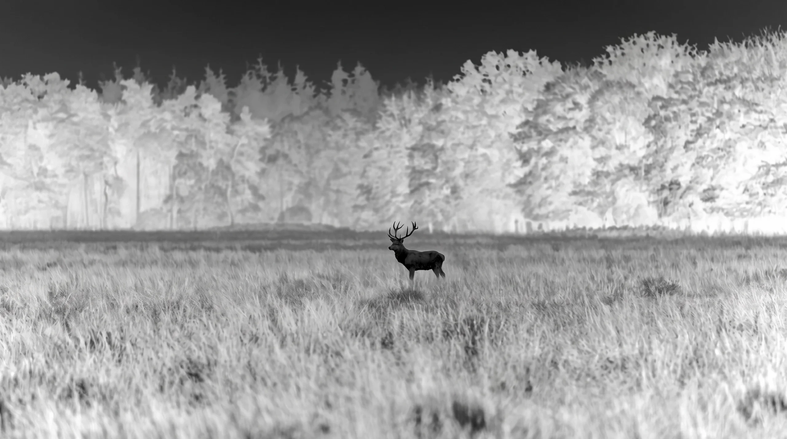 How to Choose a Thermal Scope for Coyote and Hog Hunting