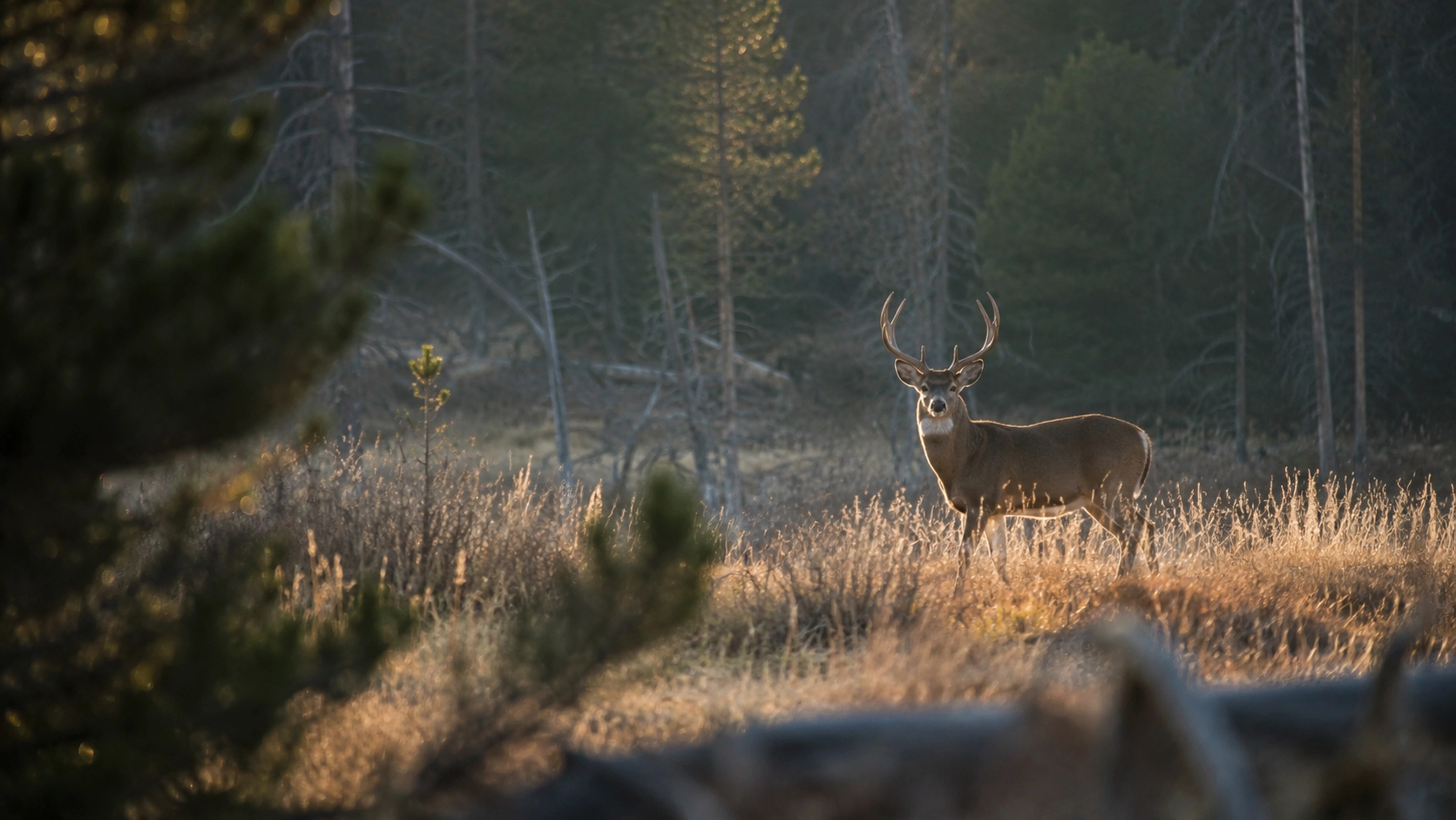 Wildlife in a woodland environment viewed with the Yubeen VX3-18×50 SFIR riflescope