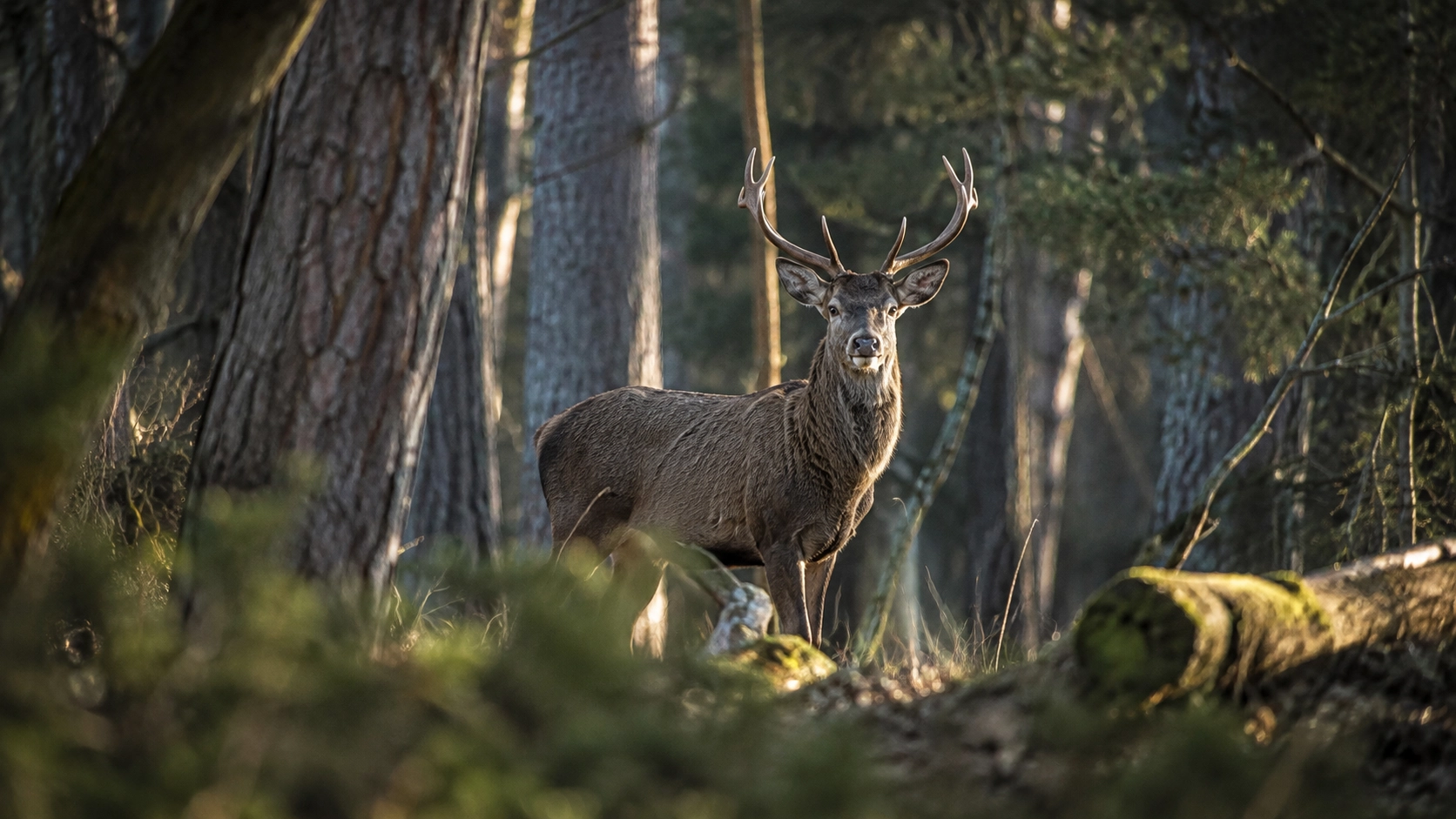 Wildlife in a woodland environment viewed with the Yubeen VX5-25×50 SFIR SFP riflescope